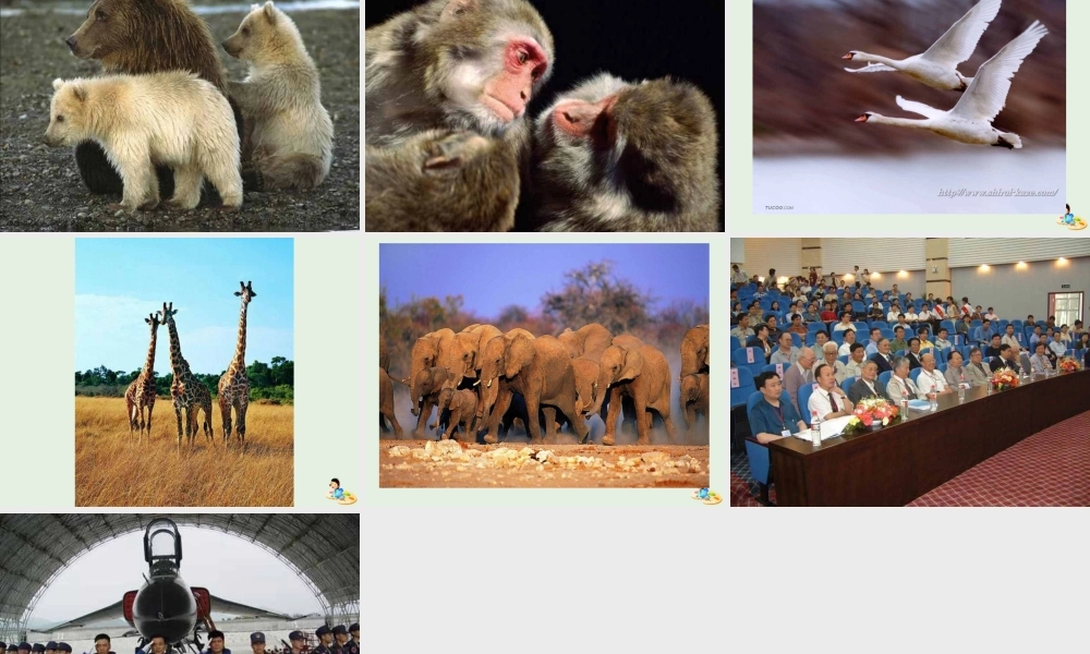 高中语文12作为生物的社会课件1新人教版必修5 课件