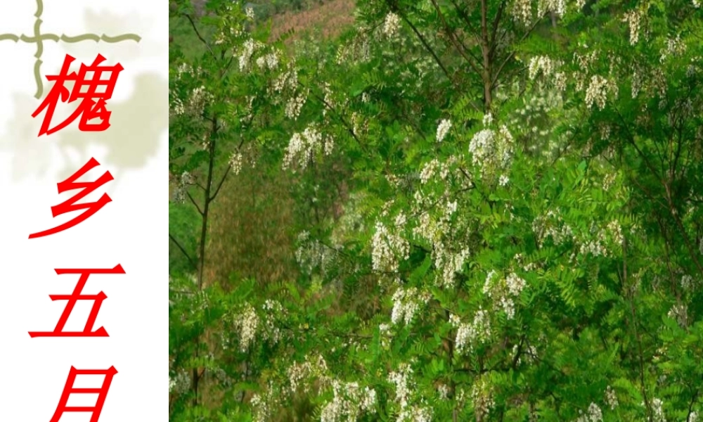 槐乡五月第一课时