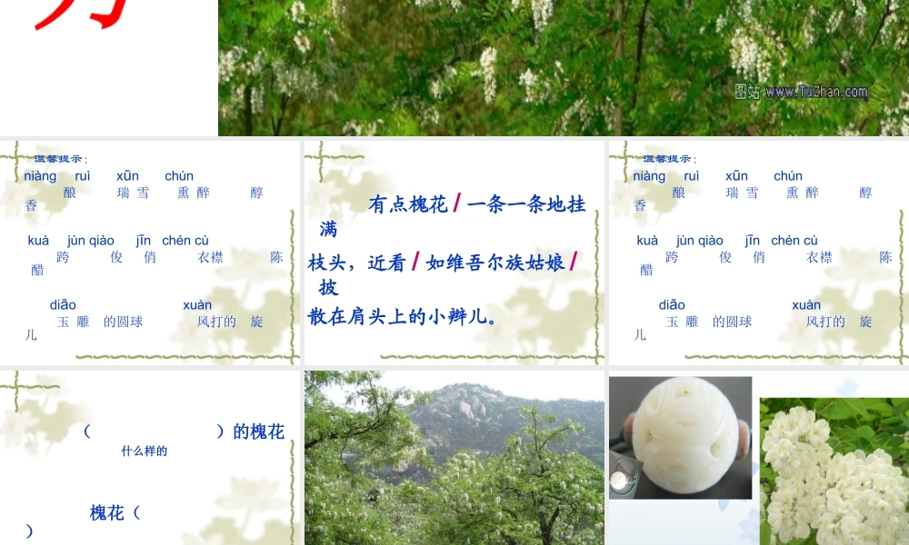 槐乡五月第一课时