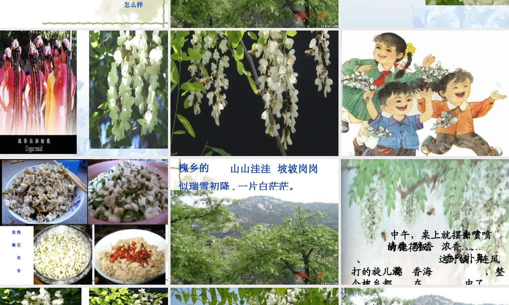 槐乡五月第一课时