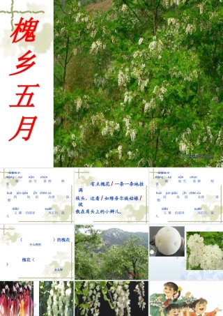 槐乡五月第一课时