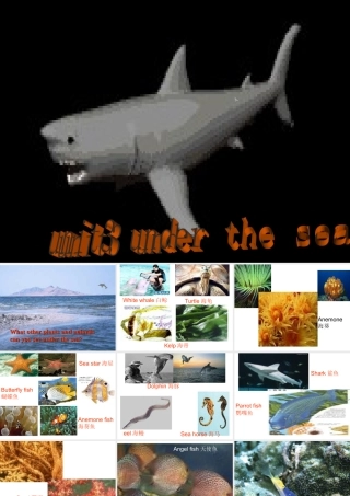高中英语Unit 3 Under the sea-warming up and readingppt2 课件