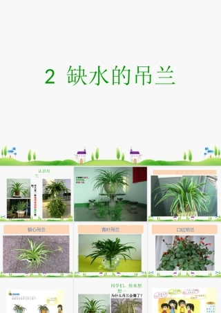 2缺水的吊兰