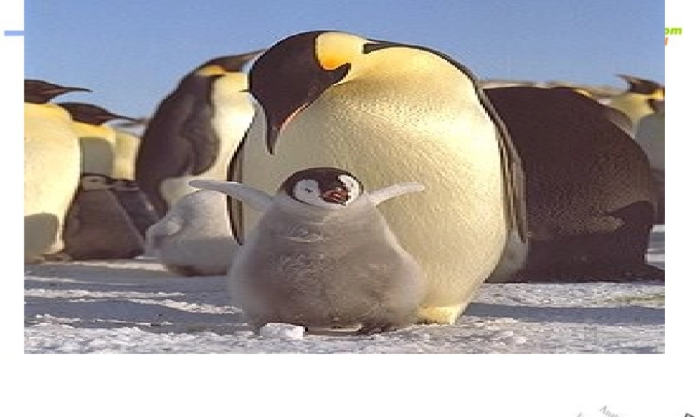 高中语文(自然)课件 鲁教版必修1 课件