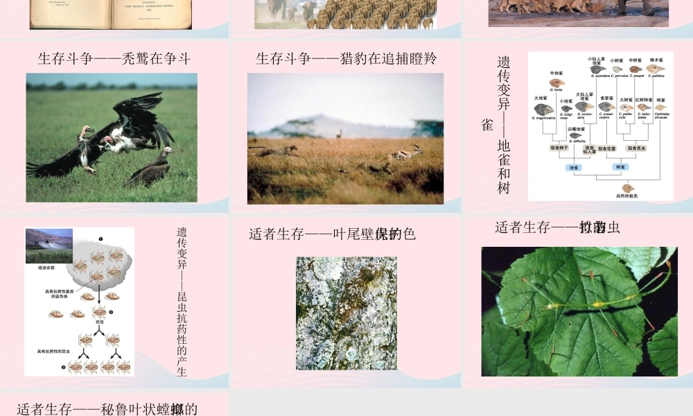 自然选择知识背景素材 八年级生物下册 第七单元 第三章 第三节 生物进化的原因备课素材 (新版)新人教版 八年级生物下册 第七单元 第三章 第三节 生物进化的原因备课素材 (新版)新人教版