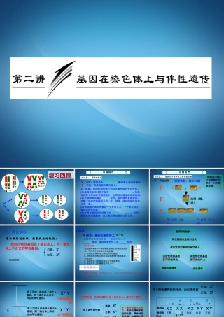 2.2《基因在染色体上和伴性遗传》复习课件