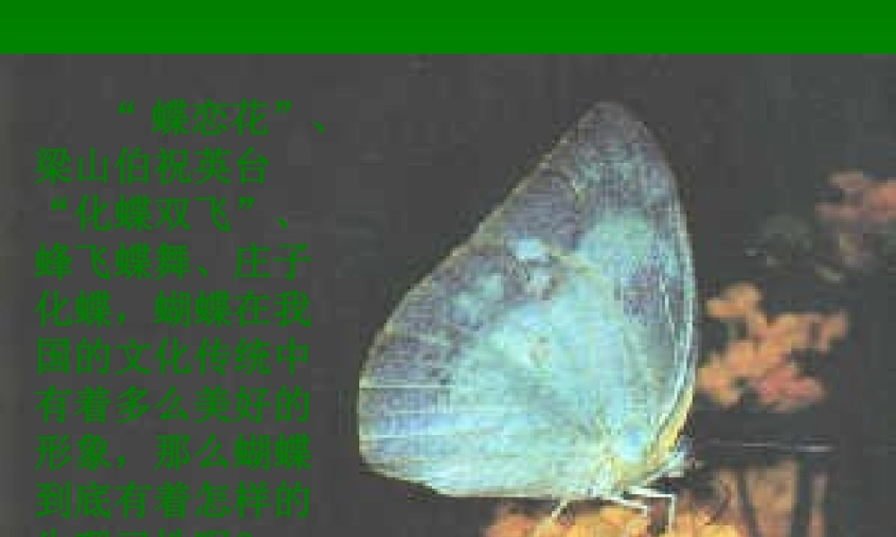 高中语文415 凤蝶外传 课件人教版必修3 课件