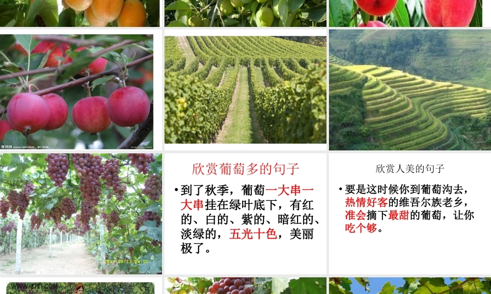 演示文稿1.ppt葡萄沟