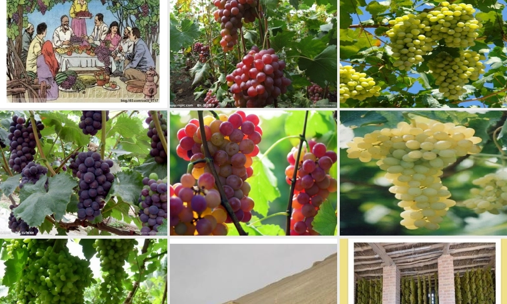 演示文稿1.ppt葡萄沟