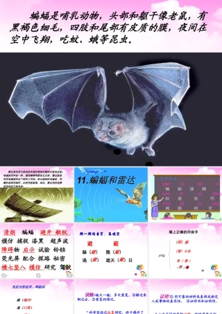 11.蝙蝠和雷达课件