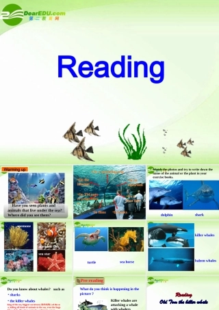 高中英语 Unit 3 Under the sea-Reading课件 新人教版选修7 课件