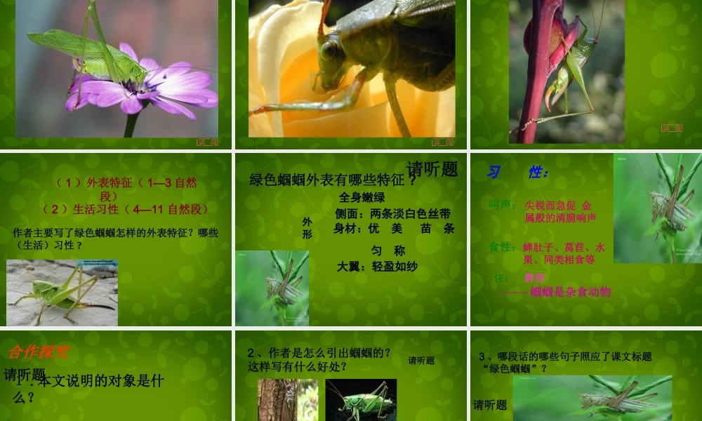 浙江省宁波市慈城中学七年级语文上册 23 绿色蝈蝈课件 (新版)新人教版