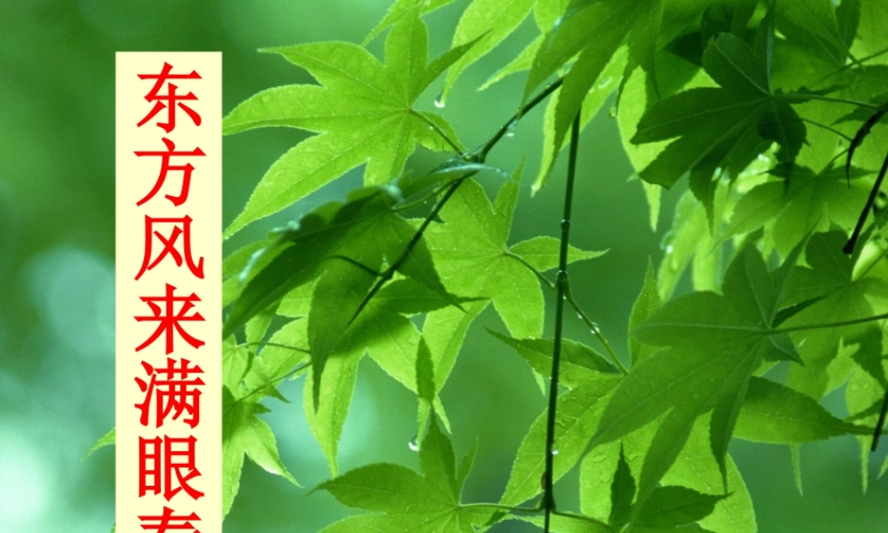 高中语文(东方风来满眼春)课件 粤教版必修5 课件