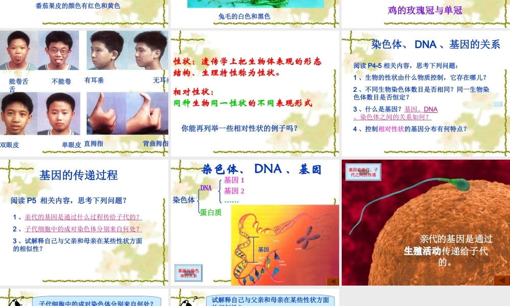第1节 生物的遗传1 八年级生物第1节 生物的遗传1课件 八年级生物第1节 生物的遗传1课件