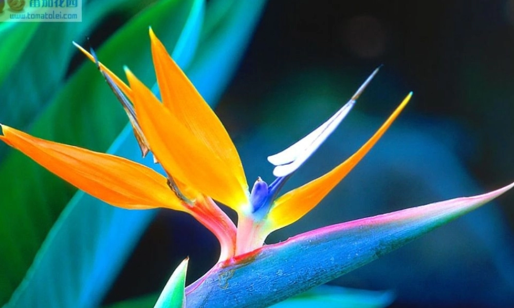 (部编)初中语文人教2011课标版七年级上册金色花教学ppt