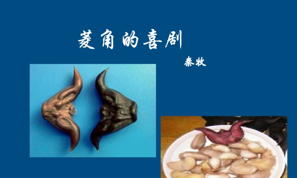 高中语文 菱角的喜剧2课件 粤教版必修2 课件