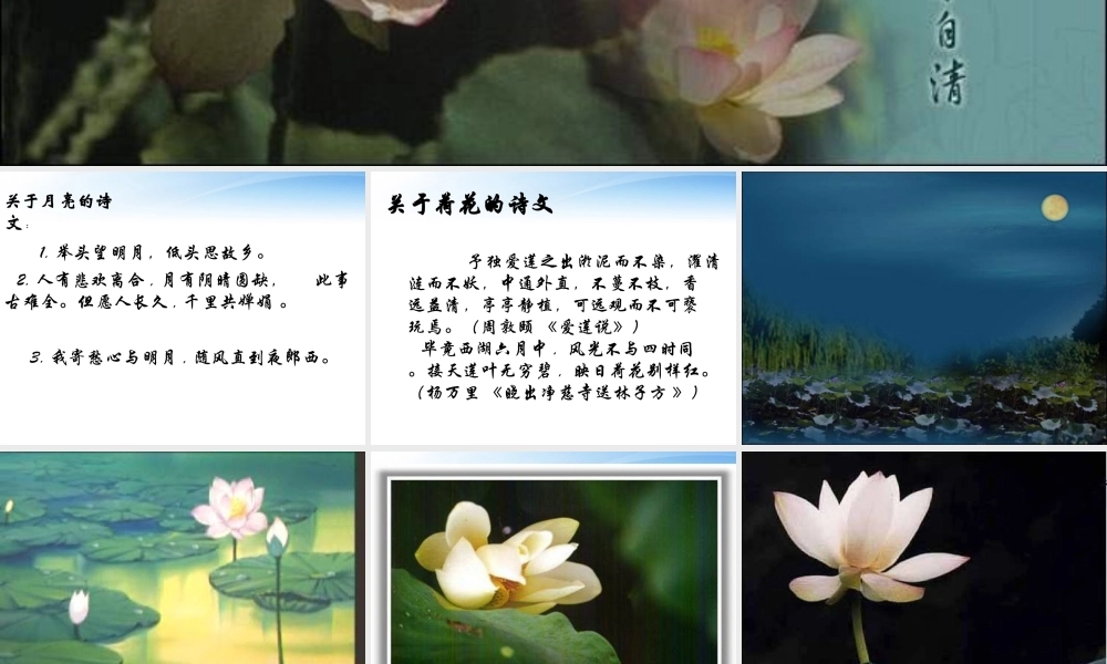 高中语文(荷风起色)课件 鲁教版必修1 课件