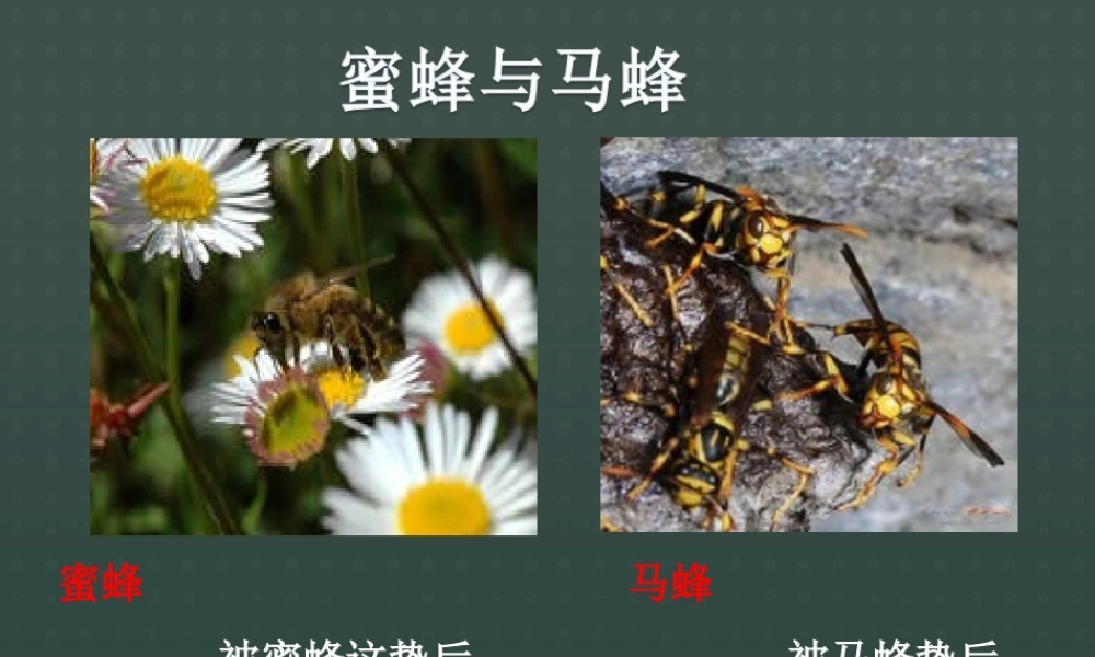 8.3酸和碱的反应-(3)