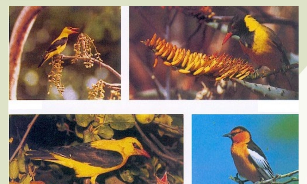 高中语文 25(黄鹂)课件 语文版必修1 课件