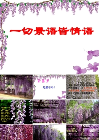 16紫藤萝瀑布