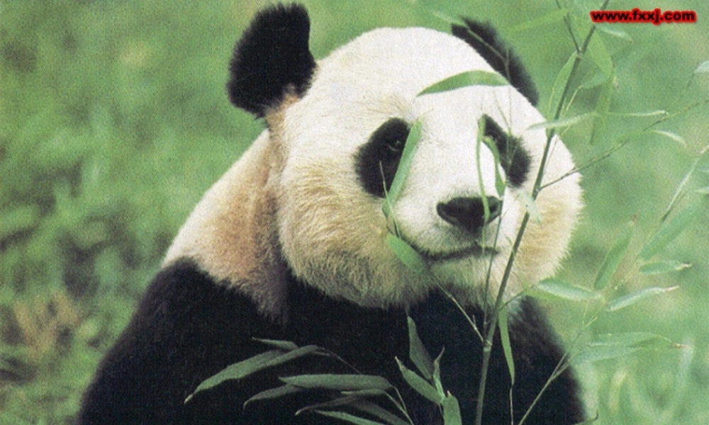 高中英语Unit4 Wildlife protection课件新人教版必修2 课件