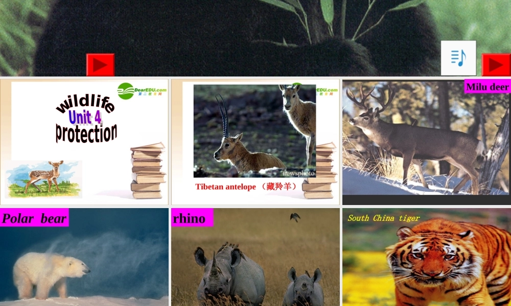 高中英语Unit4 Wildlife protection课件新人教版必修2 课件
