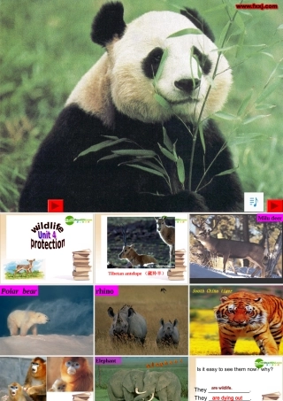 高中英语Unit4 Wildlife protection课件新人教版必修2 课件