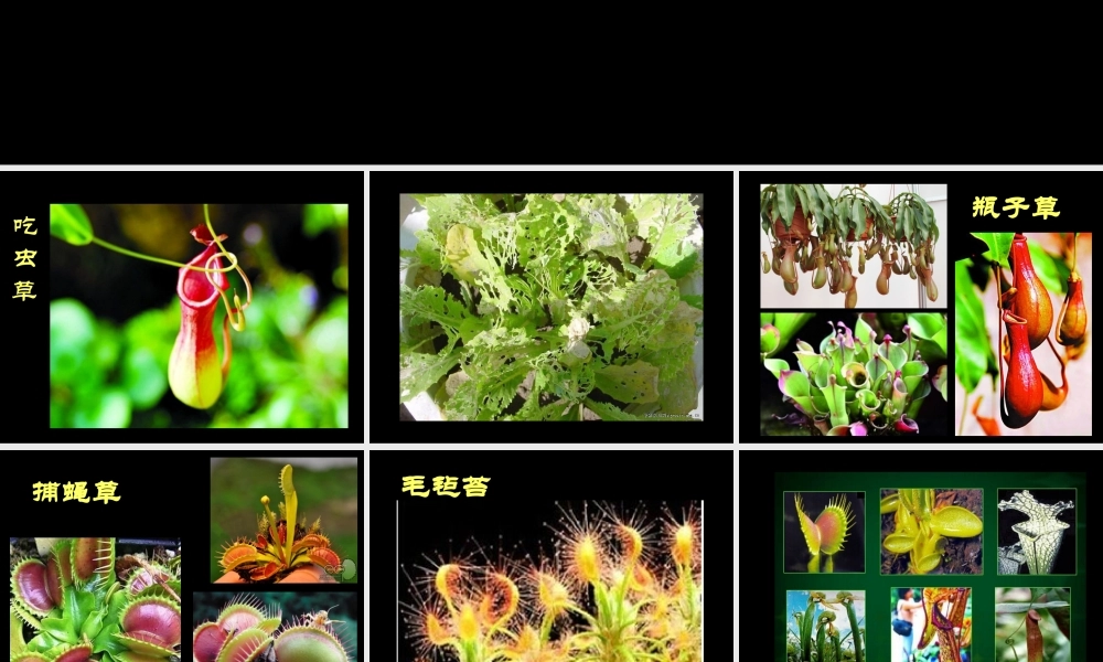 人美版小学三年级美术下册《吃虫草》教学课件-