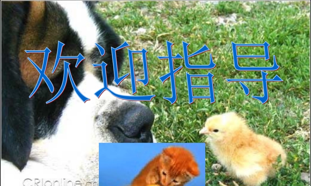 浙江省高三英语Unit9 Reading 新课标 人教版 课件