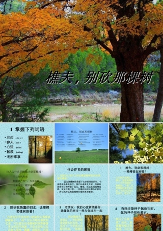 樵夫-别砍那棵树--教学课件