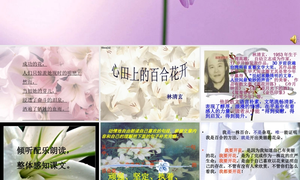 《心田上的百合花开》课件