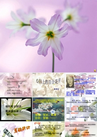 《心田上的百合花开》课件