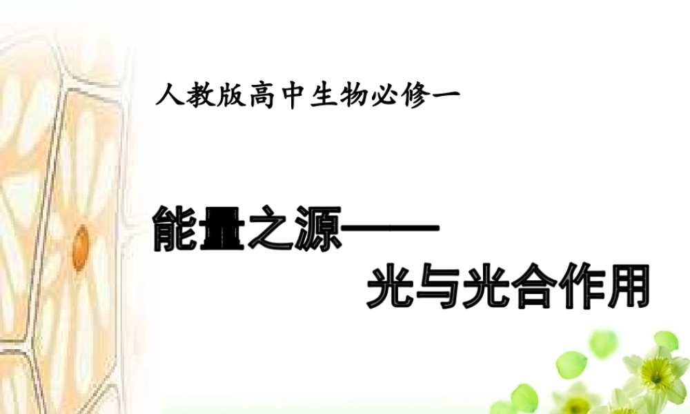 活动：光合色素的提取和分离