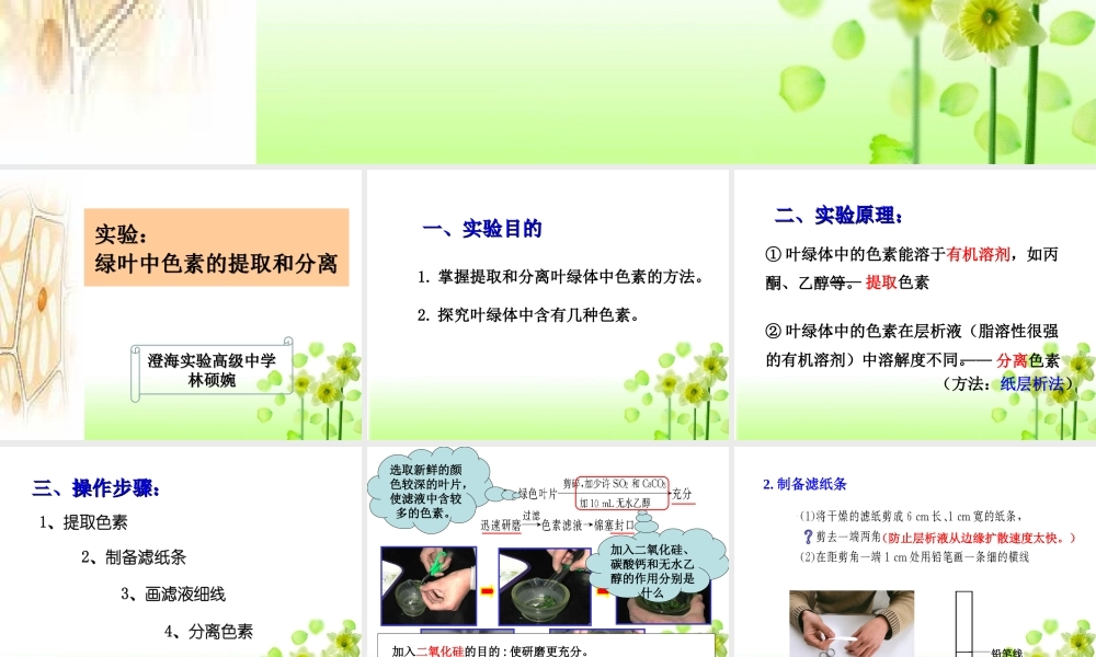 活动：光合色素的提取和分离