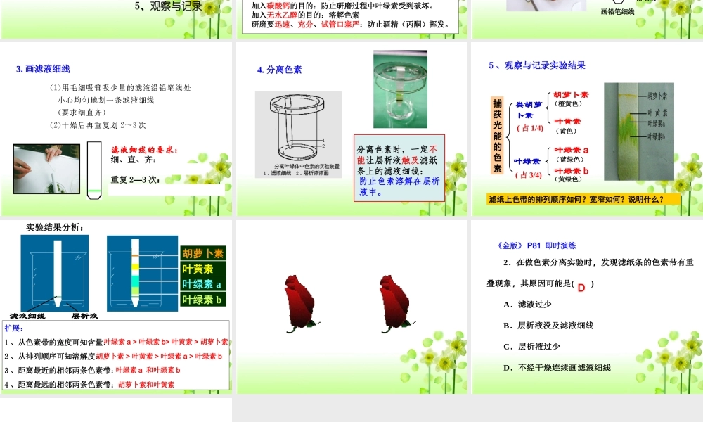 活动：光合色素的提取和分离