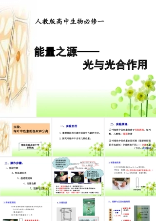 活动：光合色素的提取和分离