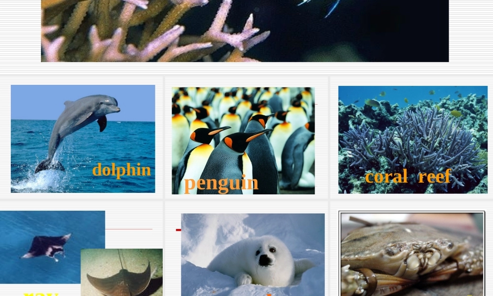 高中英语：Unit7(The Sea-lesson3 The Sea world)复习课件北师大版必修3 课件