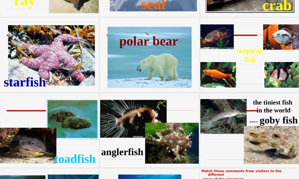 高中英语：Unit7(The Sea-lesson3 The Sea world)复习课件北师大版必修3 课件