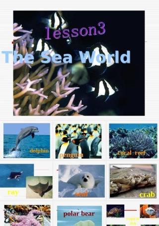 高中英语：Unit7(The Sea-lesson3 The Sea world)复习课件北师大版必修3 课件