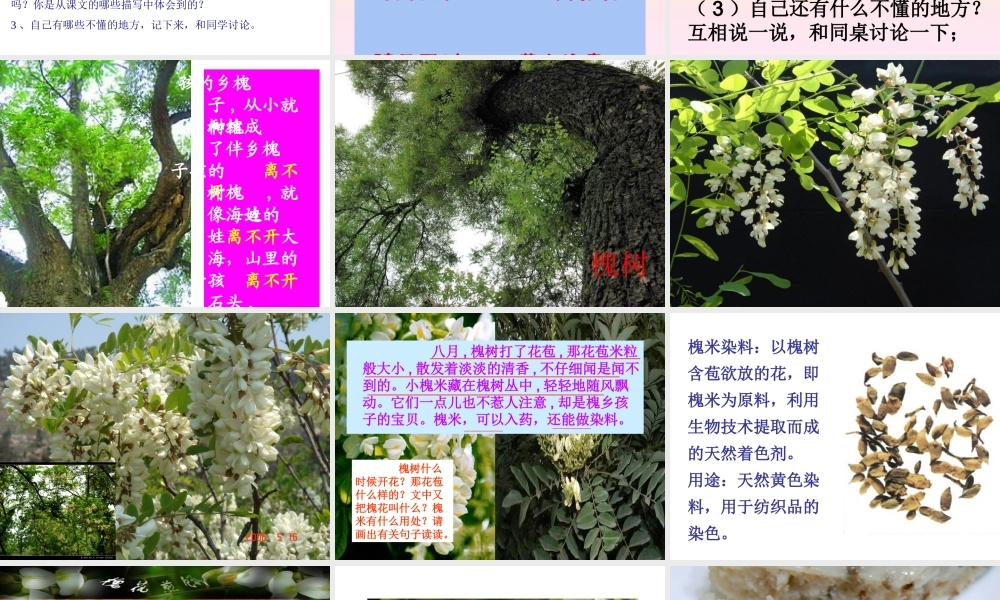 人教版小学语文三年级上册《槐乡的孩子》PPT课件