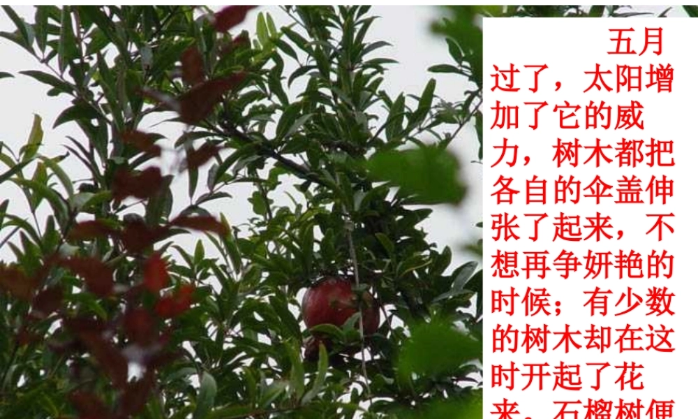 《石榴》课件