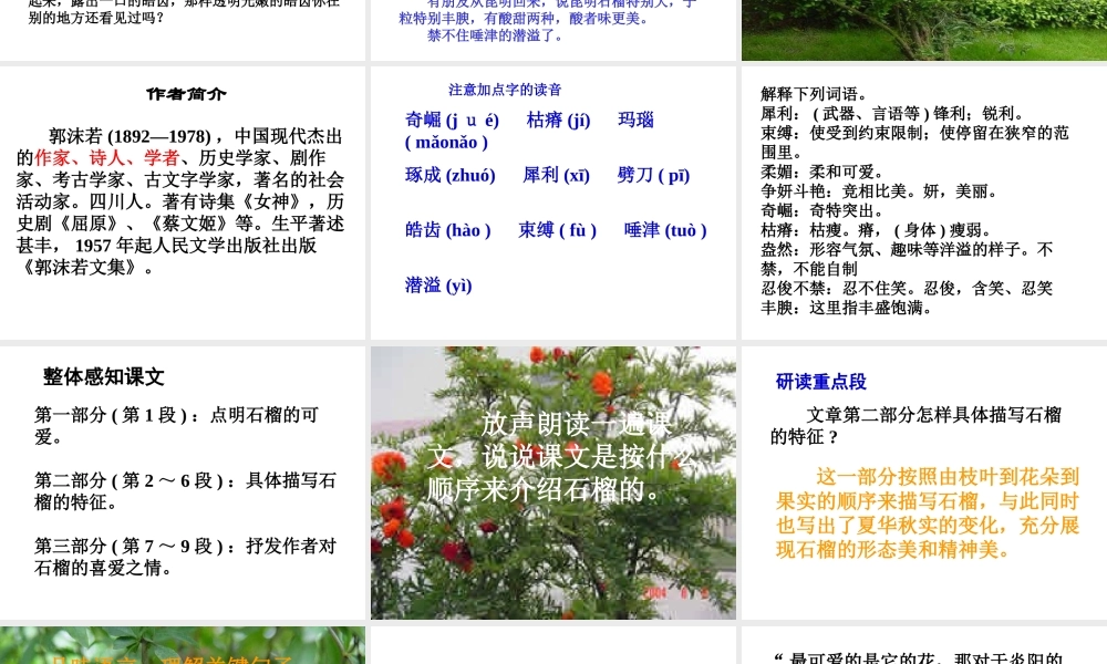 《石榴》课件