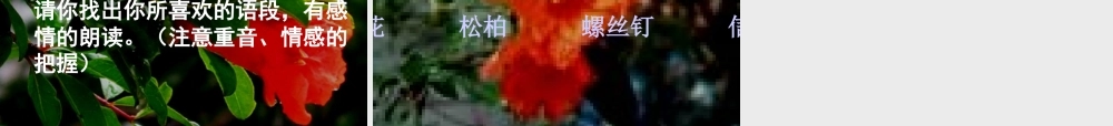 《石榴》课件