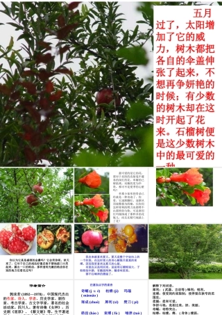 《石榴》课件