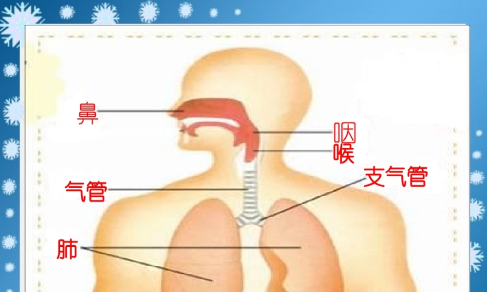 2有趣的呼吸器官