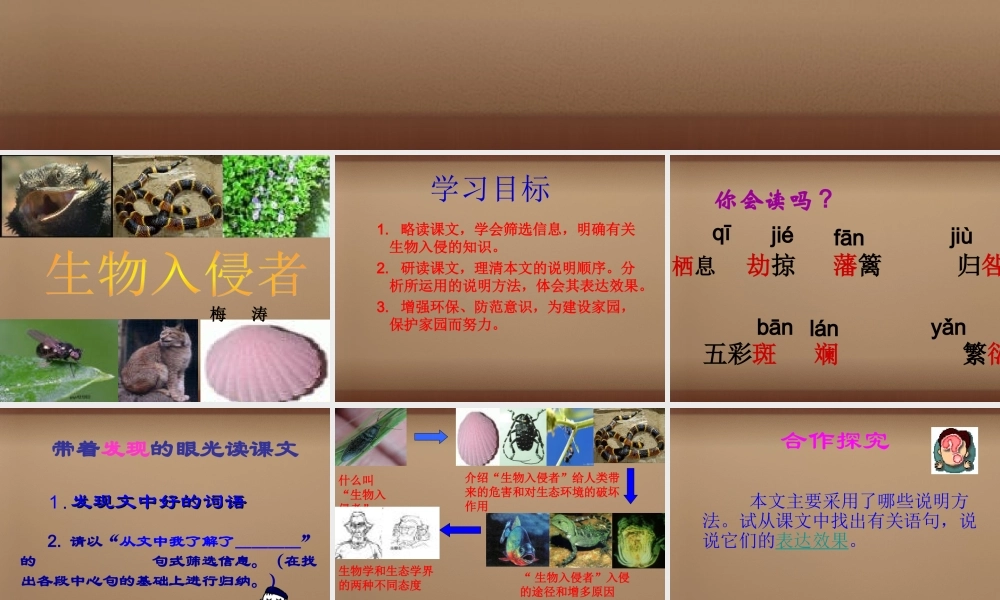 校八年级语文上册(第19课 生物入侵者)课件 (新版)新人教版 课件