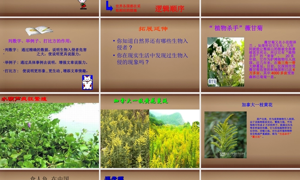 校八年级语文上册(第19课 生物入侵者)课件 (新版)新人教版 课件