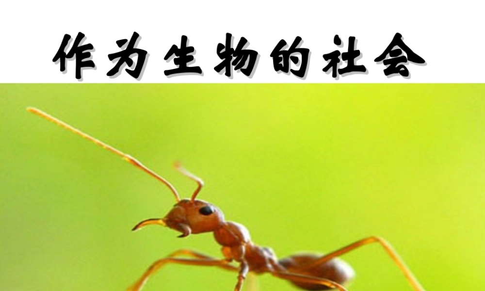 作为生物的社会正式版