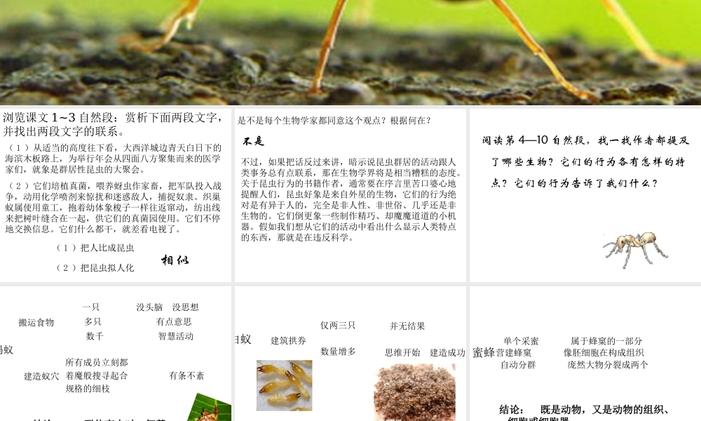 作为生物的社会正式版