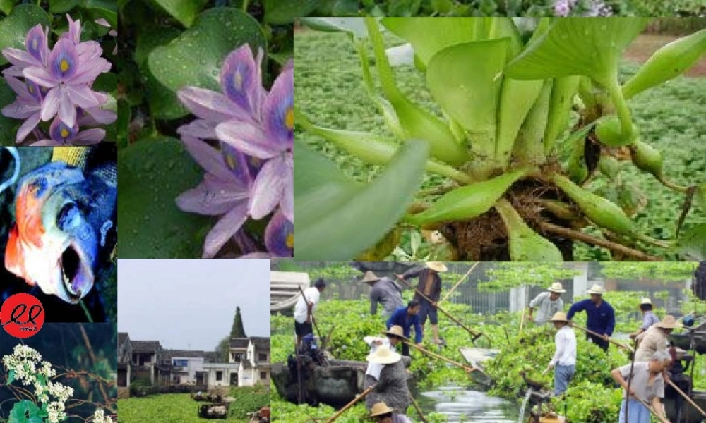 《生物入侵者》课件